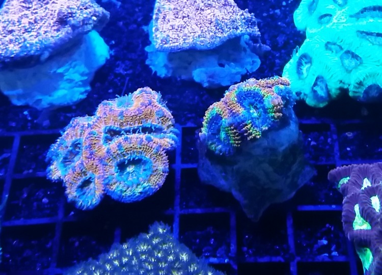 Coral Colour Lens pure
