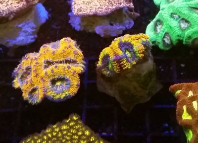 CoralColourLens_Yellow1li3agKe4VdBq