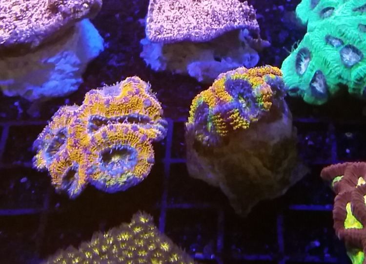 Coral Colour Lens Amber